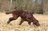 SETTER IRLANDAIS 524